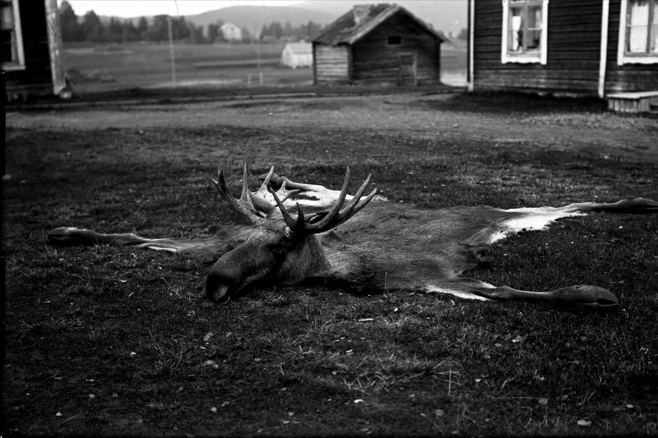 Älgjakt. Älg tömd på innanmäte med endast skinn, huvud och ben kvar. Bodums socken, Ångermanland - Nordiska Museet - NMA.0040973