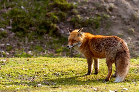 Animal wild red fox photo