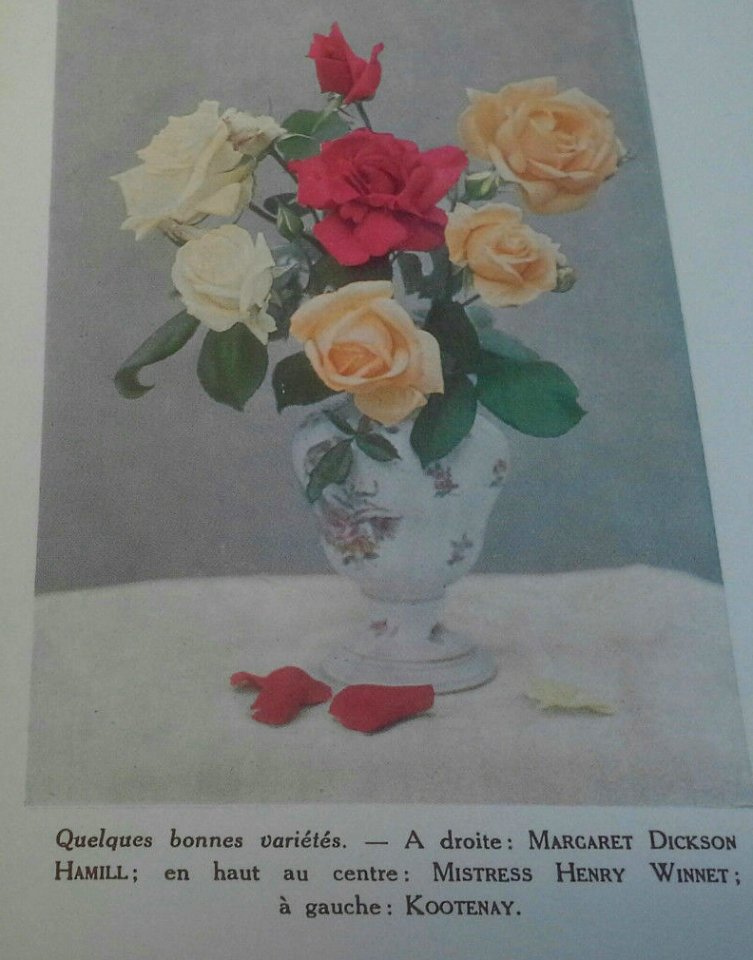 À propos de roses bouquet