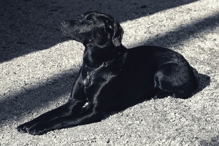 Cute pet black photo