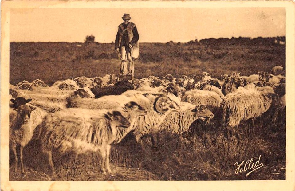 Échassier landais