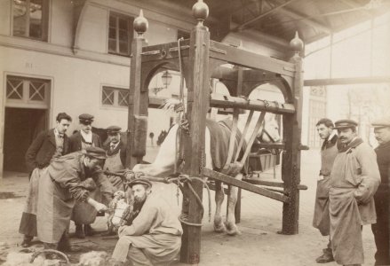 École nationale vétérinaire d'Alfort (1899)