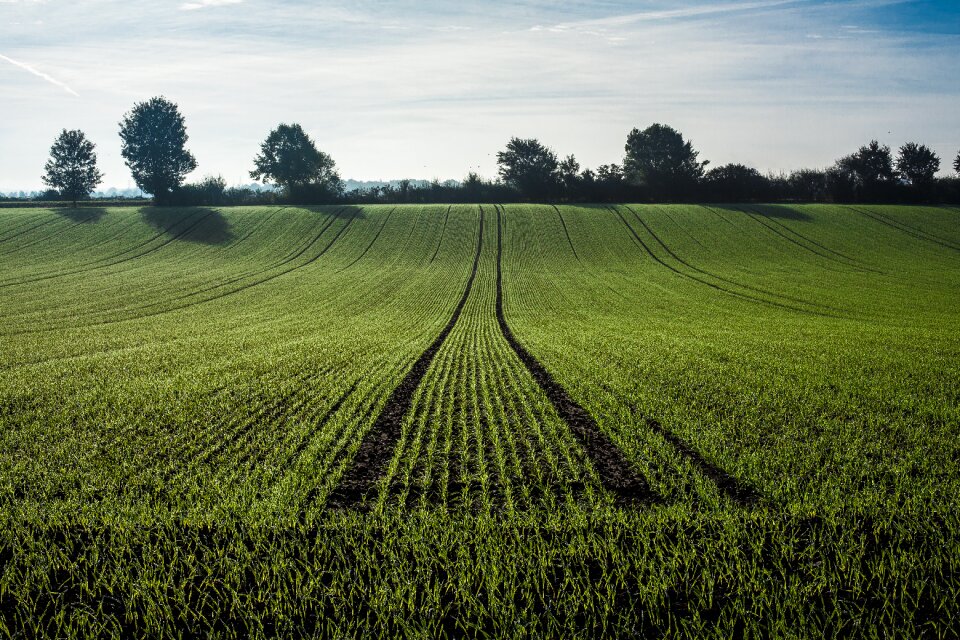 Field cornfield cultivation