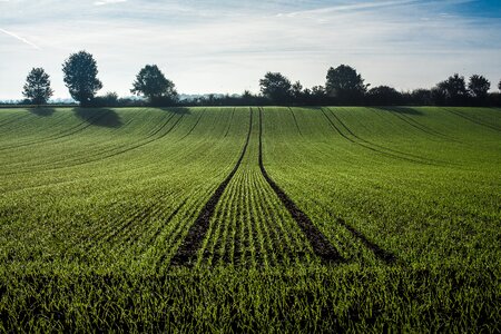 Field cornfield cultivation photo