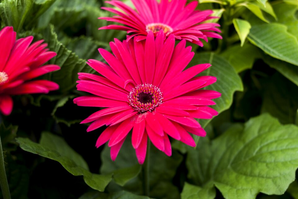 Flower plant summer