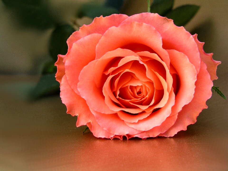Blooming nature romance