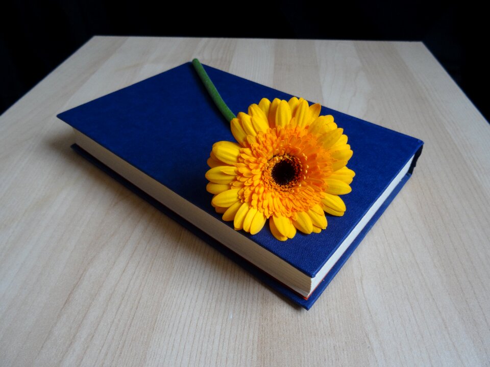 Gerbera reading reading book