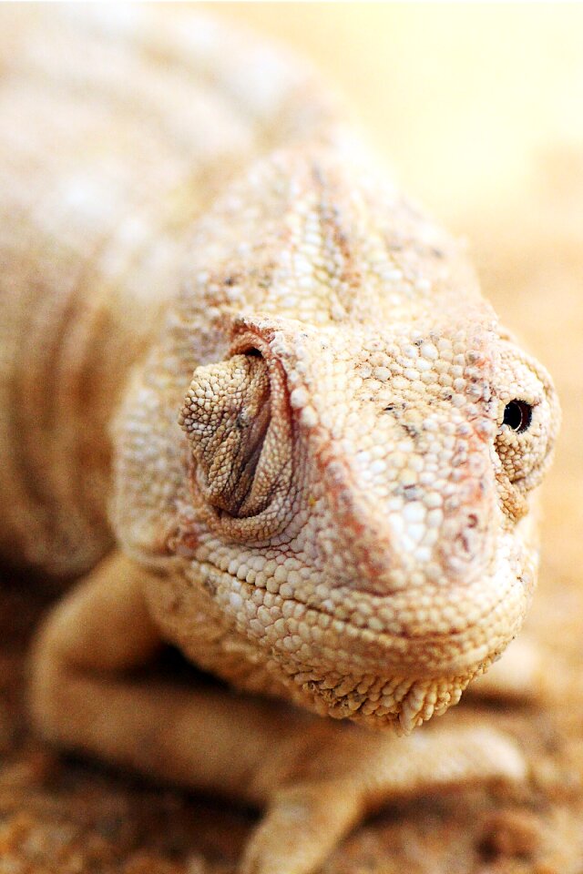 Reptile animal closeup