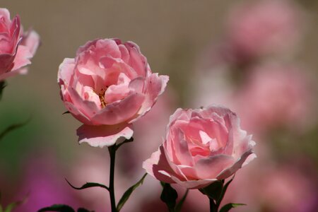 Rose petal floral photo