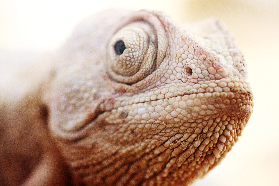 Reptile nature wildlife
