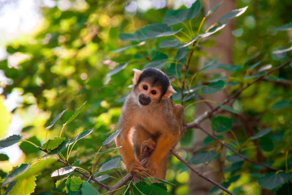 Animal green branch