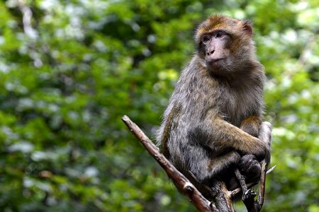 Mammals nature sit
