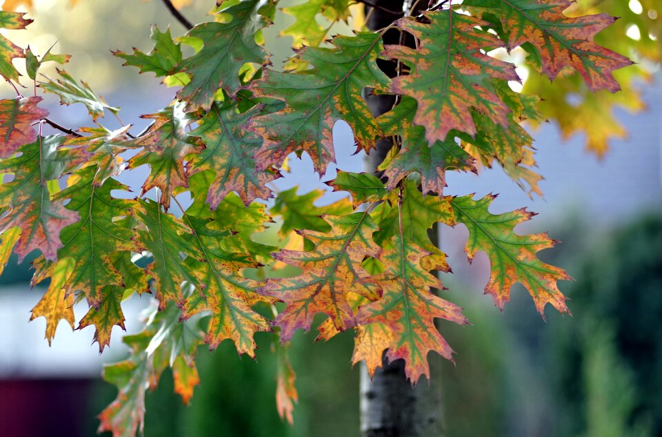Yellow autumn nature