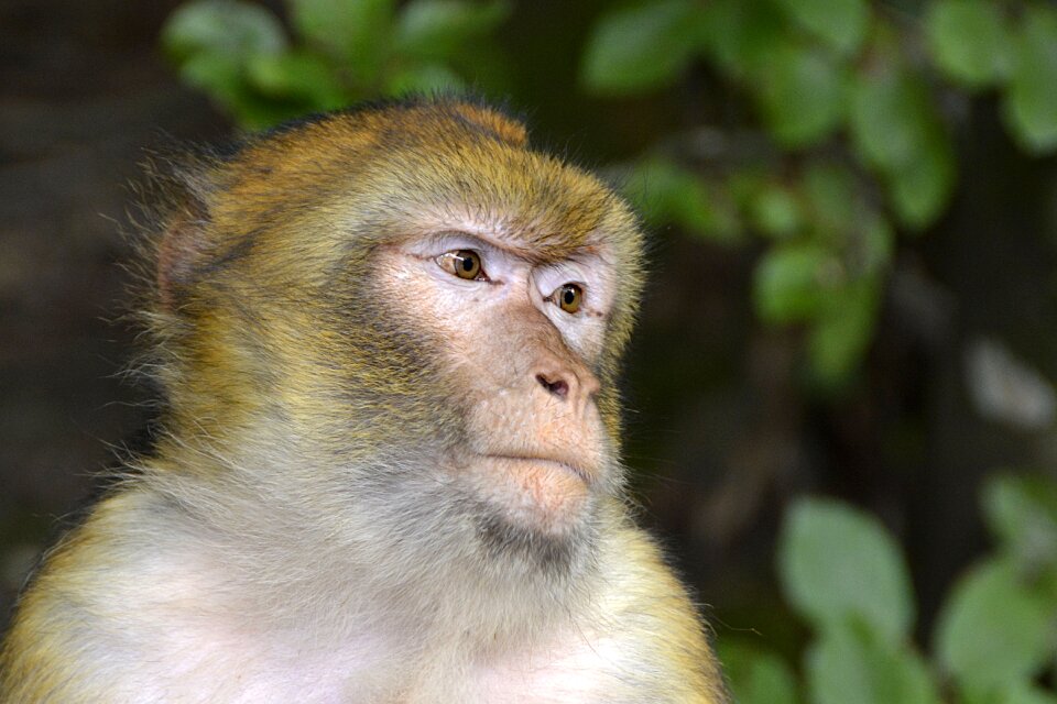 Mammals nature mammal