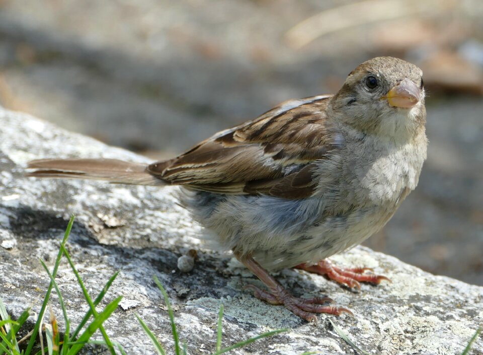 Sperling bird cheeky