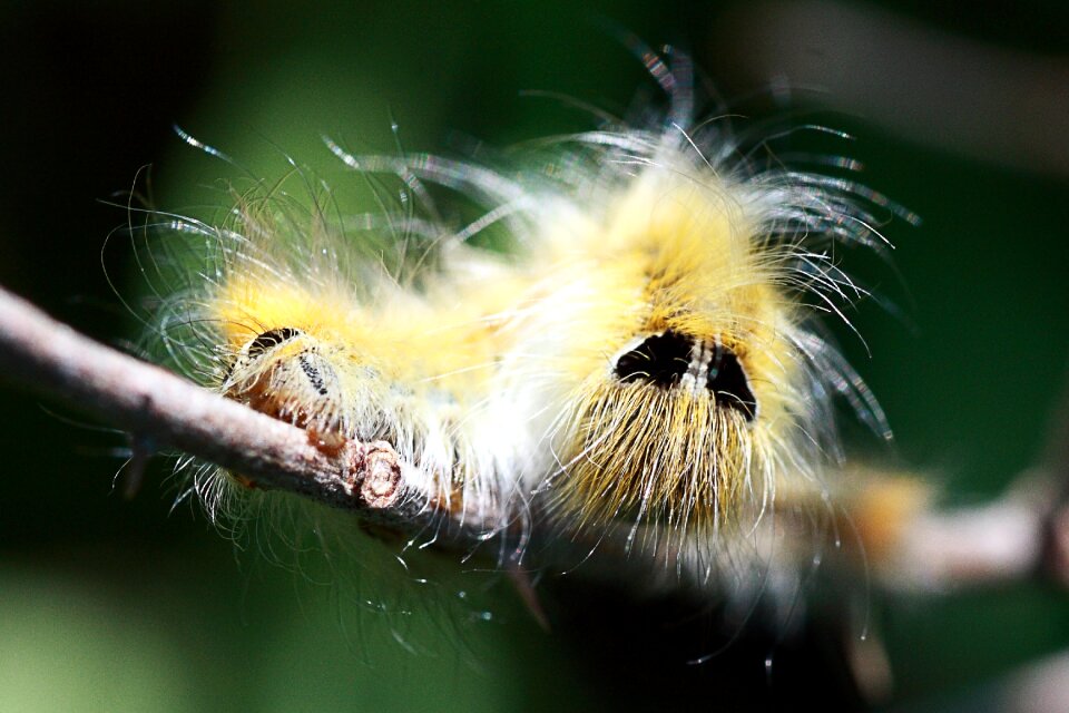 Insect little caterpillar