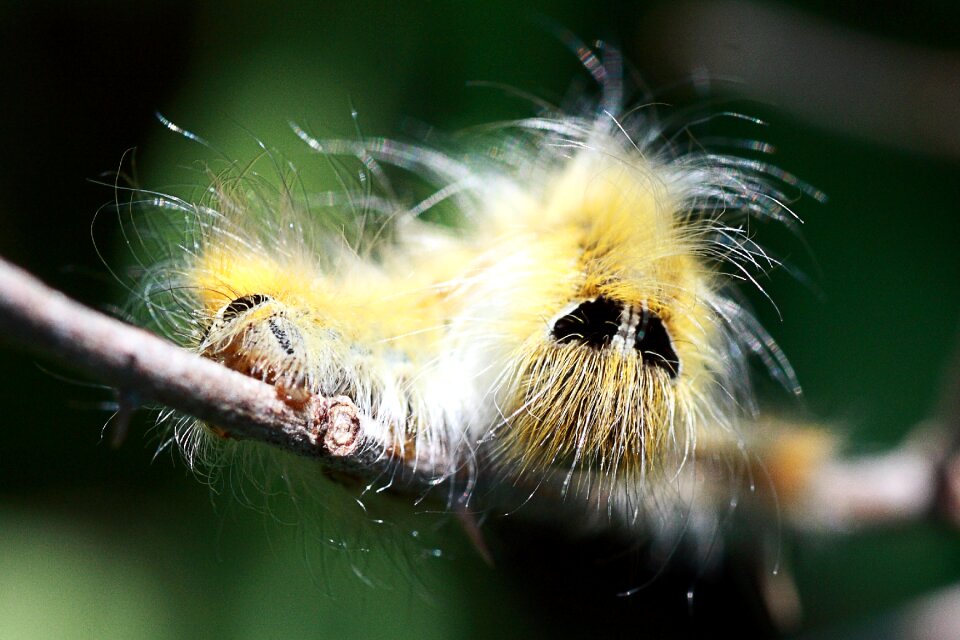 Insect little caterpillar photo