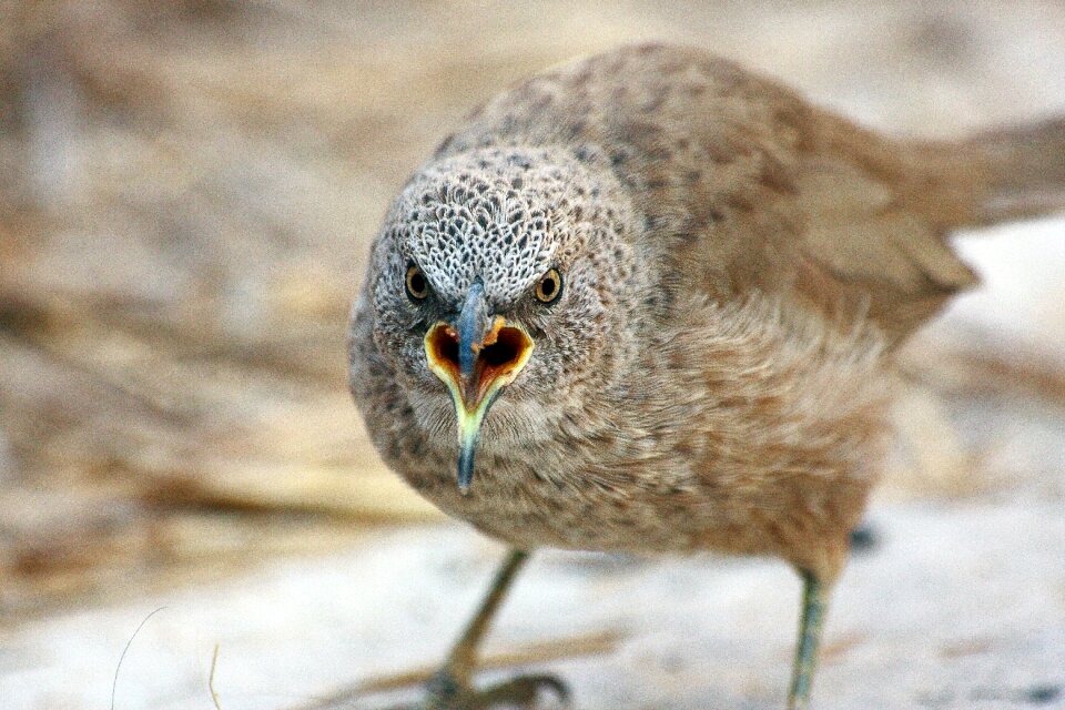 Nature wild arabian babbler