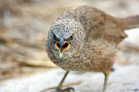 Nature wild arabian babbler