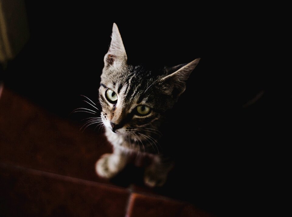 Black floor kitten