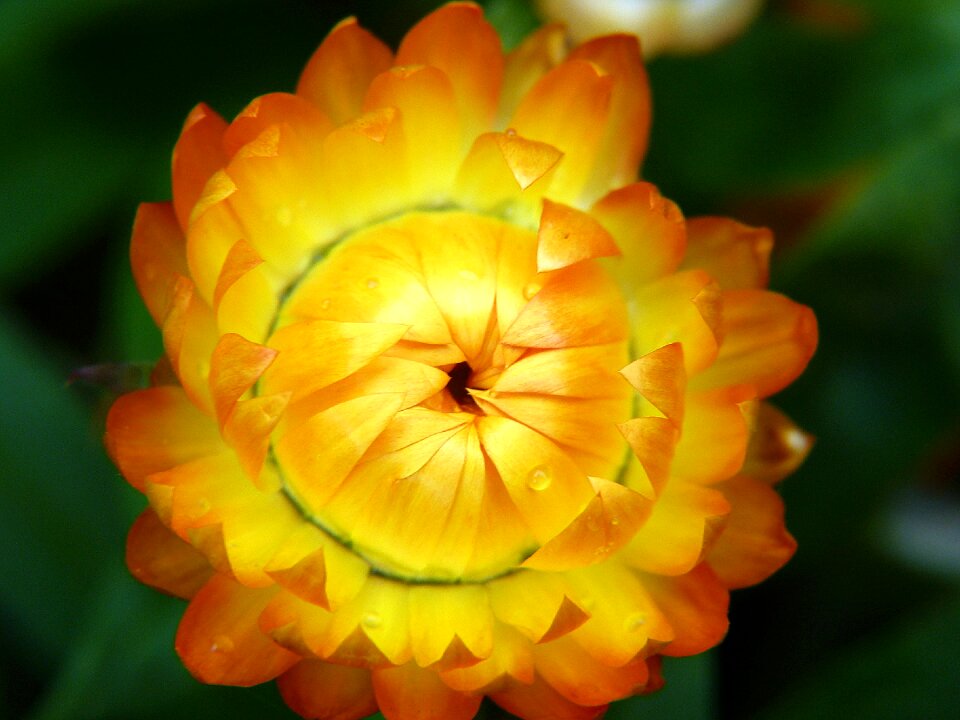 Flower yellow yellow flower