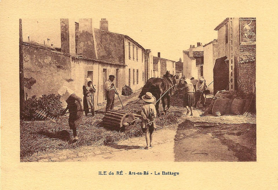 Île de Ré-FR-17-Ars-le battage au rouleau