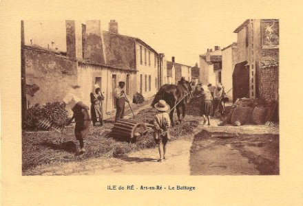 Île de Ré-FR-17-Ars-le battage au rouleau