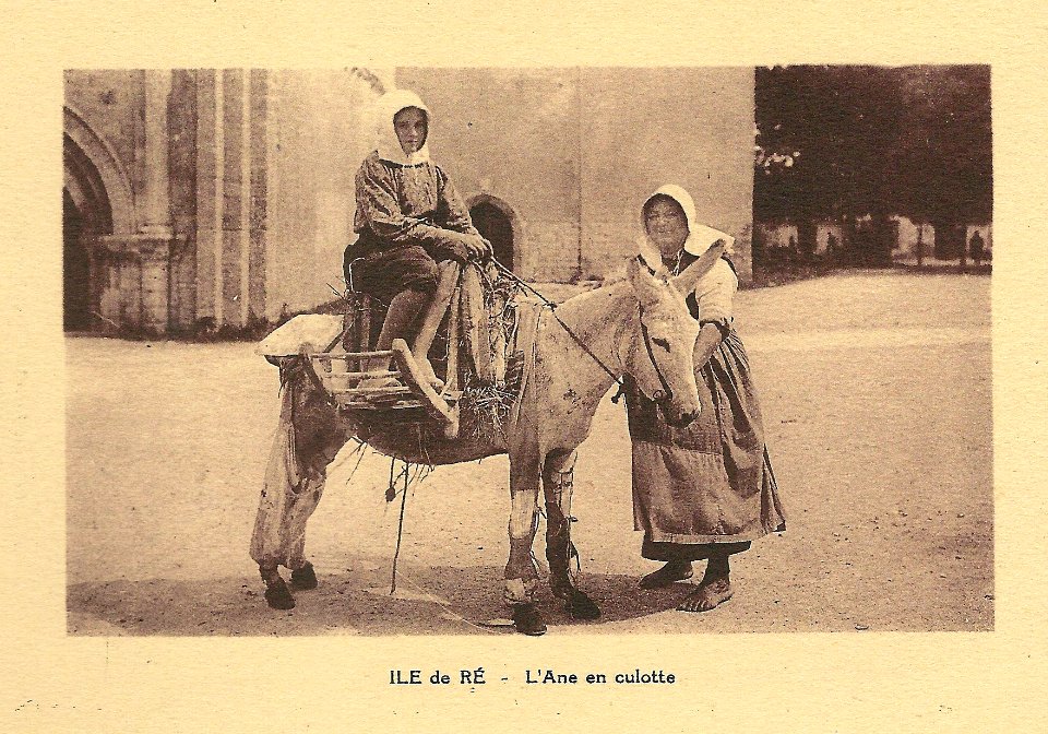 Île de Ré-FR-17-âne en culotte