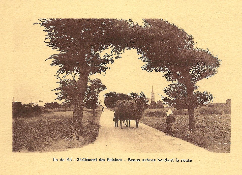 Île de Ré-FR-17-Saint Clément-route arborée