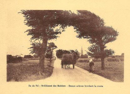 Île de Ré-FR-17-Saint Clément-route arborée