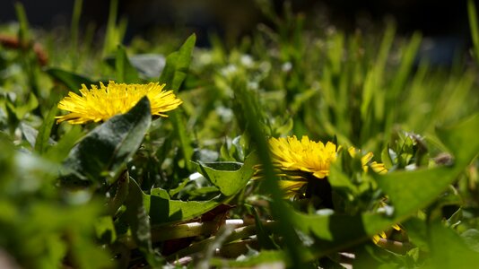 Leaf summer dandelion