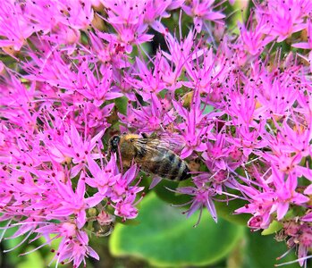 Many small flowers pink bee
