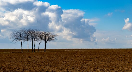 Grove of trees field clouds photo