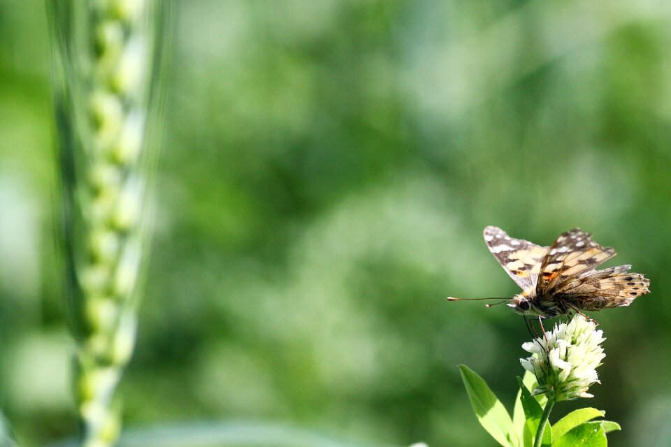 Summer flora butterfly