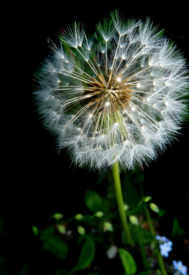 Plant garden nature