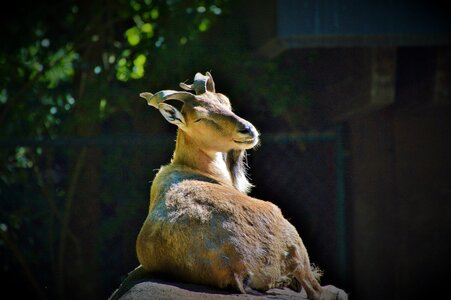 Wild goat horns billy goat photo