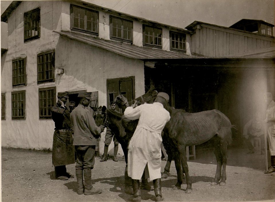 Übernahme neu angekommener Pferde im Pferdespital Nr, 102 in Klagenfurt. (20-6.1917.) (BildID 15799419)