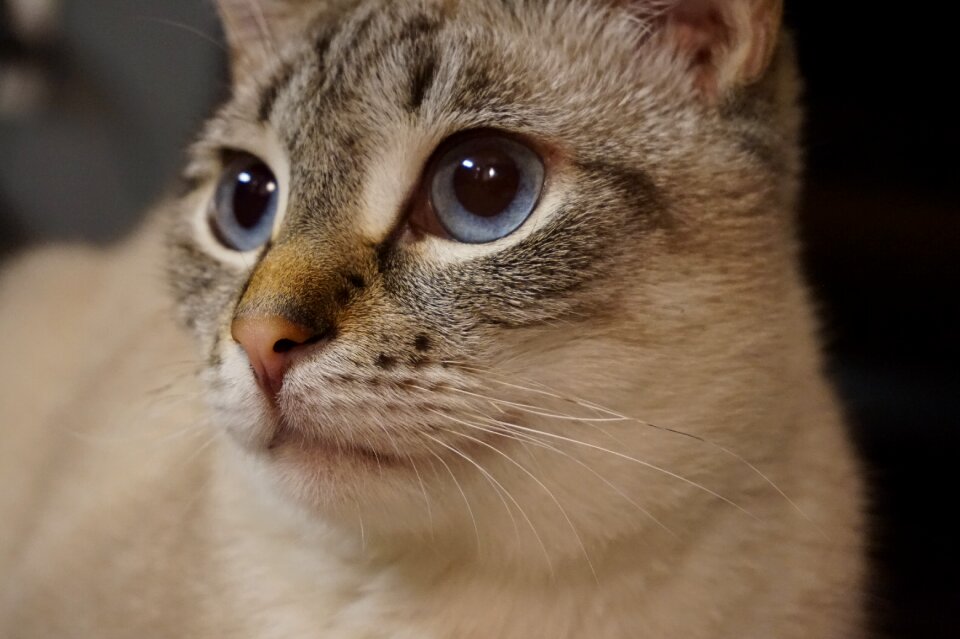 Animal portrait siamese
