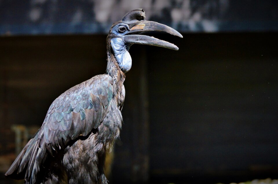Bucorvus bird bill