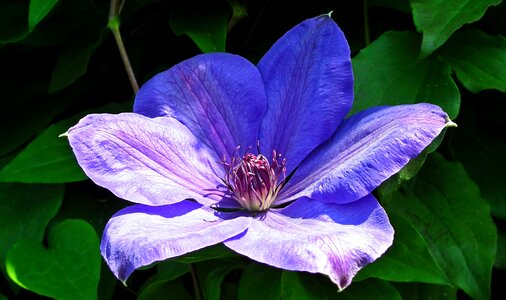 Blue plant garden photo