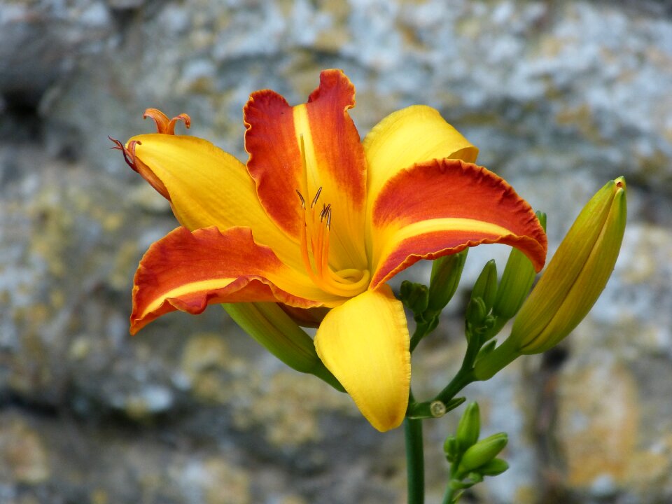 Flower blossom bloom