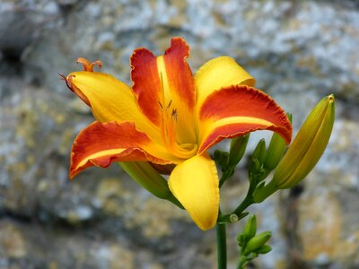 Flower blossom bloom