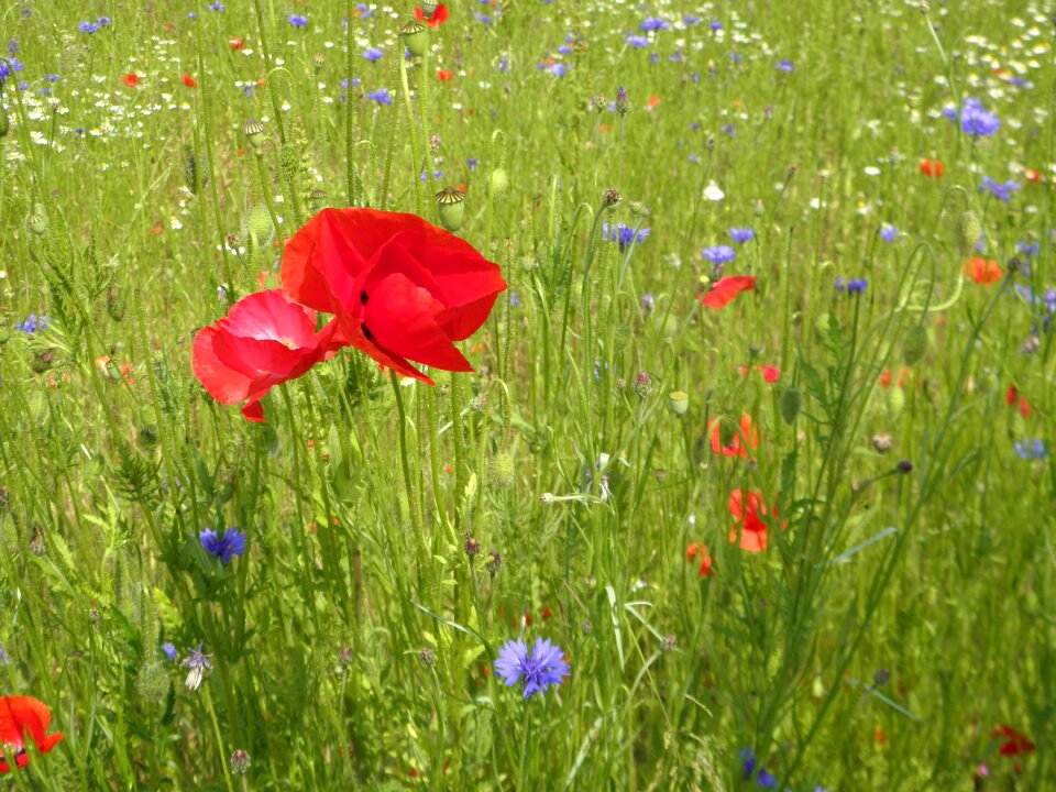 Flowers summer meadow