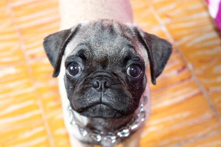 Breed pug sweetness happy