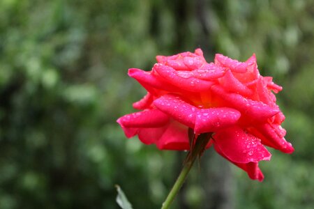 Nature flowers natura