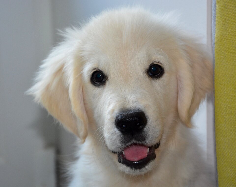 Animal soft cute