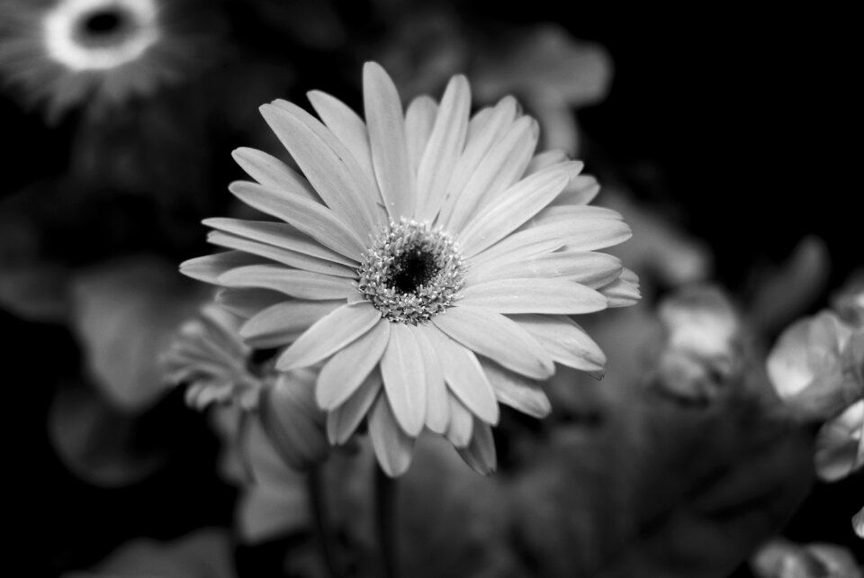 Plant nature petal