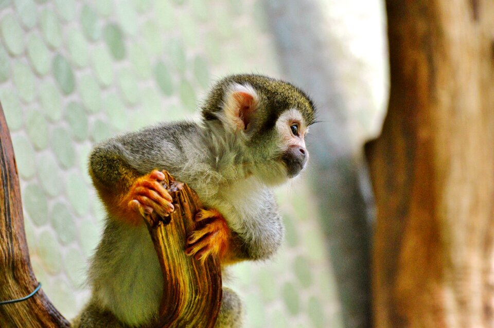 Capuchin monkey zoo tierpark hellabrunn