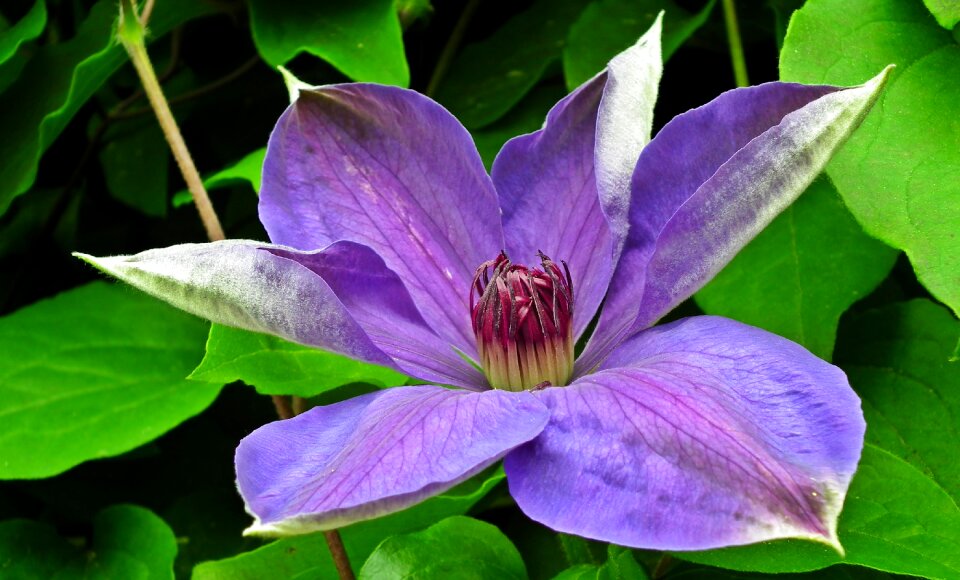Plant nature leaf