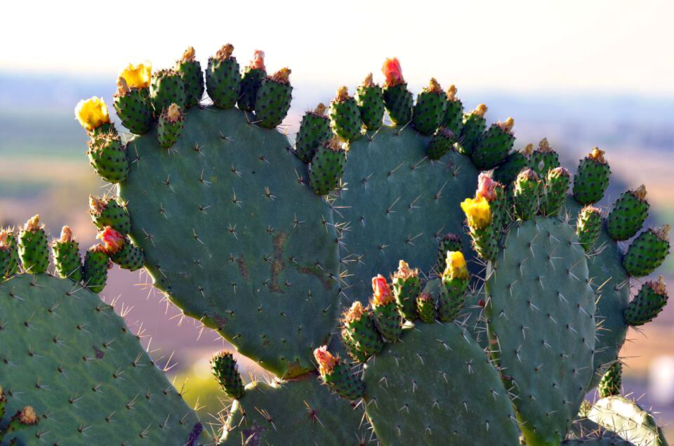 Prickly succulent desert